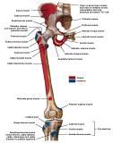 Anatomie: heup,bovenbeen,knie,onderbeen,enkel,voet,acetabulum,collum femoris,trachanter,femur,epicondyl,meniscus,kruisband,cruciate ligament,patella,knieschijf,tibia,fibula,malleolus,talus,calcaneus,tarsus,metatarsus,phalanx,falanx,quadriceps femoris,rectus femoris,sartorius,tensor fasciae latae,tractus iliotibialis,biceps femoris,gastrocnemius,semimembranosus,semitendinosus,soleus,suralis,vena saphena parva,vena saphena magna,sciatic,ischiadicus,peronea